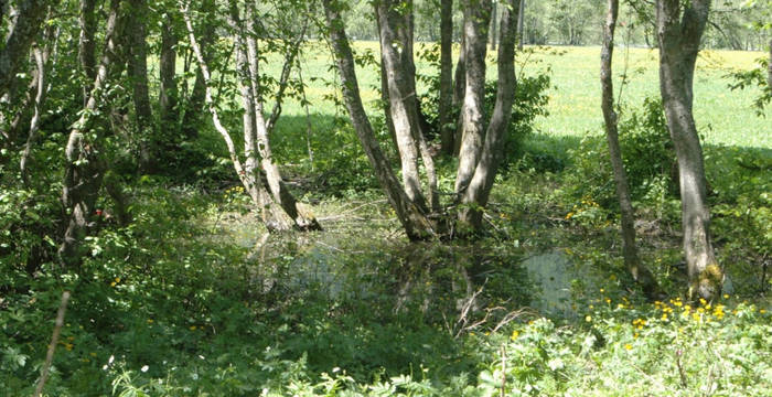 Aue Magady © Pro Natura Wallis